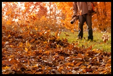 Leaf Clearance